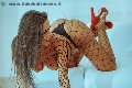 Foto Alessandra Fogaca Sexy Trans Benevento 3447995574 - 28