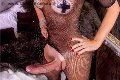 Foto Hot Ale Cavallona Sexy Trans Legnano 3508935739 - 12