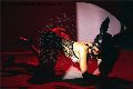 Foto Vanessa Hilton Sexy Trans Modena 3245846577 - 132